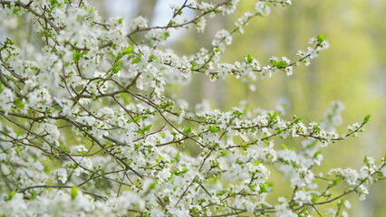 A Beautiful Display of Blooming White Flowers Adorning Branches in a Soft Green Background