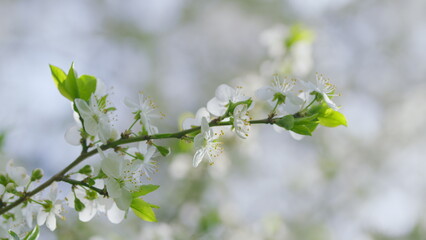 A Beautiful Cherry Blossom Branch Captivatingly Presented in a Soft Focus Setting