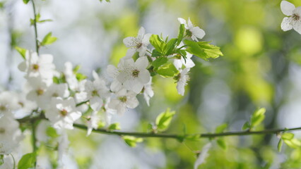 Stunning and Beautiful White Blossoms Set Against a Lovely, Soft Background That Charms