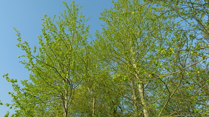 The Lush Green Foliage Glimmers Under the Expansive Clear Blue Sky Above, Inviting Peace