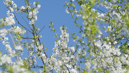 A Beautiful Scene of Blooming White Flowers Stretching Against a Clear Blue Sky Above
