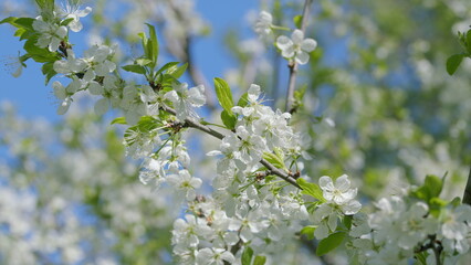 Stunningly Beautiful White Blossoms on Vibrant Green Branches Under a Clear Blue Sky