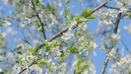 Stunningly Beautiful White Blossoms Flourishing Under a Bright Blue Sky with Sunshine