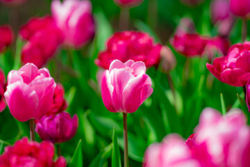 Spring flower in tulip field. Colorful vivid tulips in the park. Tulip flowers background. Beautiful flower red tulips in sunlight landscape at spring or summer. Amazing spring nature. Tulips flowers