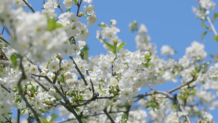 The Beautiful Cherry Blossom Tree is in Full Bloom Against a Clear and Stunning Blue Sky