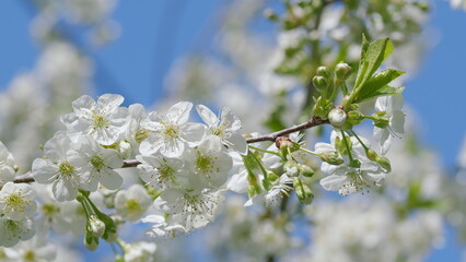 A Beautiful Blossoming Cherry Tree Branch Gracefully Positioned Under A Clear Blue Sky