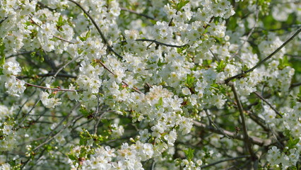 Vibrantly Blooming Cherry Blossom Branches Against the Beautiful Backdrop of the Spring Season