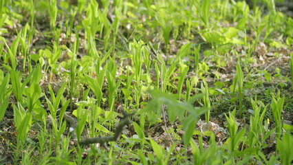 The beautiful, lush green grass grows abundantly during the enchanting season of springtime