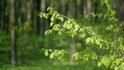Lush Green Leaves in a Sunlit Forest Showcasing Natures Beauty and Biodiversity in Harmony
