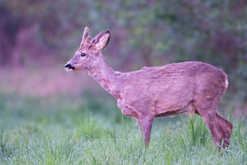 Curious Roe deer.