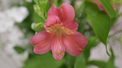A Delicate Pink Flower Dazzlingly in Full Bloom Stands Out Against a Soft Light Background