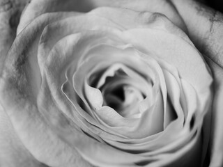 close up of a rose