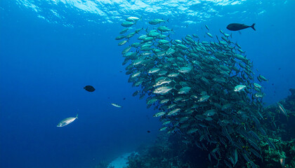 Large shoal of fish swims over coral reef in blue ocean water under sunlight