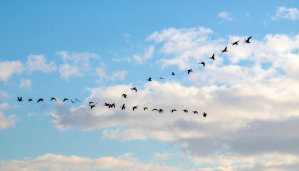 Migratory birds in V-formation soar across blue sky with wispy clouds on a bright, sunny day