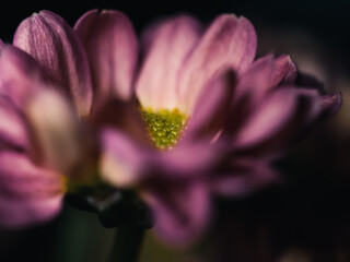 close up of a flower