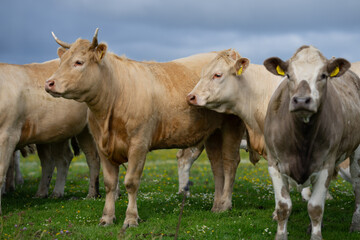 Dairy cow farming. Mammals grazing in the farm. Cow on a ranch. Pasture filled with cows and calves. Bovine cow in the countryside. Field of grazing livestock. Grazing cow.