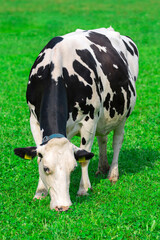 Cow in the grassland. Cow peacefully grazing. Summer meadow with cattle. Cow grazing in the countryside. Rural life and farm animals. Grazing field with dairy cow.