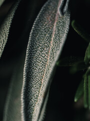 Closeup of a leaf