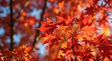 Crimson Embrace: Autumn Maple Leaves Against a Sky of Hope