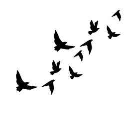 A flock of swallows silhouetted against the sky in graceful flight. Wild Birds Unlimited: your source for bird food, feeders, and expert feeding advice.