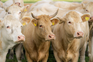 Cow grazing in a farm. Cow in the meadow. Livestock grazing in the green field. Farm life with cattle and calves. Cow in a rural landscape. Ranch with grazing bovine. Dairy cow on field.