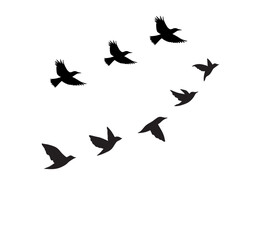 A flock of swallows silhouetted against the sky in graceful flight. Wild Birds Unlimited: your source for bird food, feeders, and expert feeding advice.