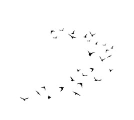 A flock of swallows silhouetted against the sky in graceful flight. Wild Birds Unlimited: your source for bird food, feeders, and expert feeding advice.