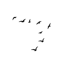 A flock of swallows silhouetted against the sky in graceful flight. Wild Birds Unlimited: your source for bird food, feeders, and expert feeding advice.