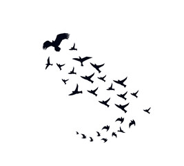 A flock of swallows silhouetted against the sky in graceful flight. Wild Birds Unlimited: your source for bird food, feeders, and expert feeding advice.
