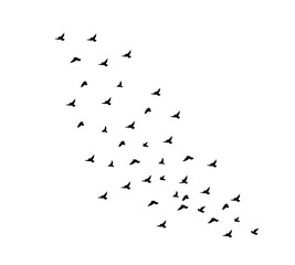 A flock of swallows silhouetted against the sky in graceful flight. Wild Birds Unlimited: your source for bird food, feeders, and expert feeding advice.