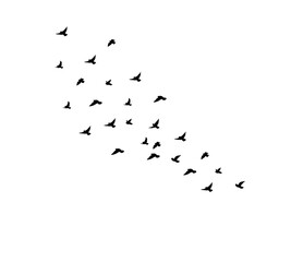 A flock of swallows silhouetted against the sky in graceful flight. Wild Birds Unlimited: your source for bird food, feeders, and expert feeding advice.