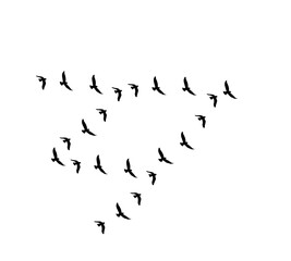 A flock of swallows silhouetted against the sky in graceful flight. Wild Birds Unlimited: your source for bird food, feeders, and expert feeding advice.