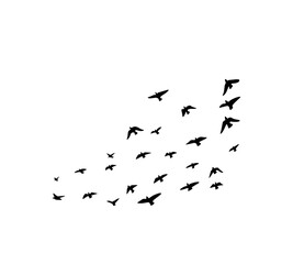A flock of swallows silhouetted against the sky in graceful flight. Wild Birds Unlimited: your source for bird food, feeders, and expert feeding advice.