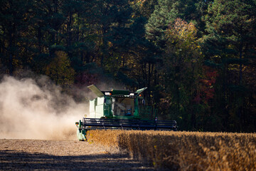 Harvest field. Straw and grain harvesting. Combine harvester in a wheat field. Harvesting on rural...