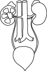 urinary system ouline hand drawn biology