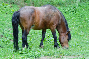 horse in the meadow