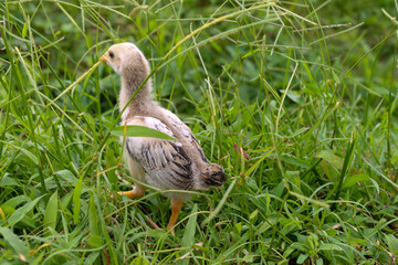 High-resolution wildlife image of chicks for nature-themed content