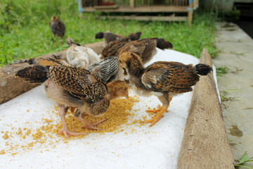 Young chicks in their natural wild surroundings with green foliage