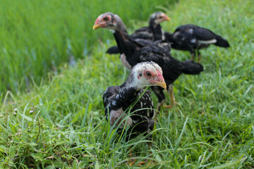 Wildlife photography of fluffy newborn chicks in a lush environment