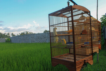 Studio shot of a colorful pet canary captured inside decorative birdcage