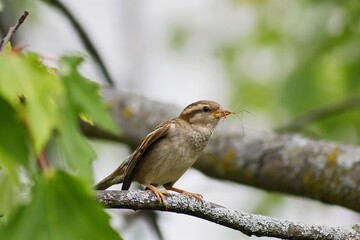 Sparrow with a prey