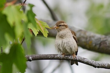 Sparrow with a prey