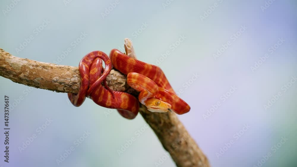 Poster a colorful red snake slowly slithering on a branch, captured in slow motion