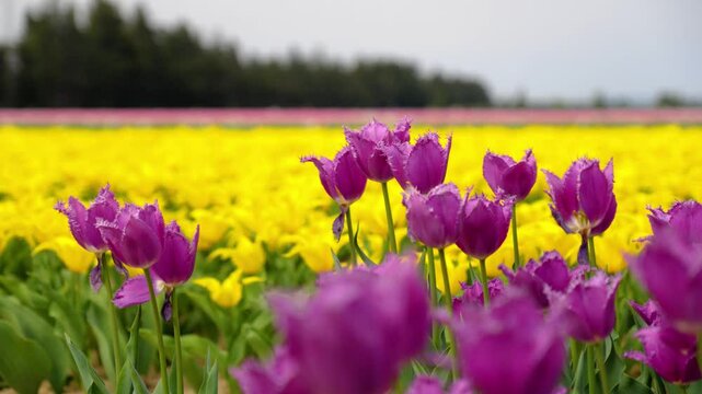 vibrant pink and yellow Jonqui&egrave;res tulips fully opened in spring