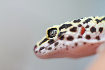 Macro wildlife photo of gecko highlighting its unique texture and anatomy