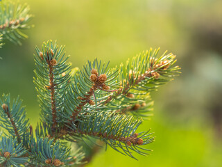 Fototapeta premium Closeup of fir branches with young buds. Spring nature concept. Fir branches with fresh shoots