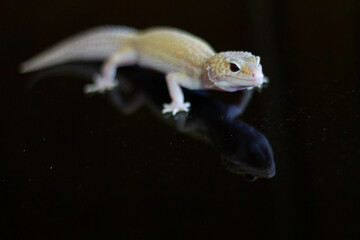 Detailed close-up view of a gecko's face with shallow depth of field