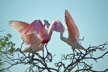 Roseate juvenile spoonbills begging for a meal from the adult in the treetops at the Orlando...