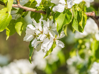 White blossoming apple trees in the sunset light. Spring season, spring colors.