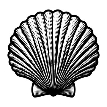 Clam shell engraving black and white outline. Scratch board imitation.  illustrated in vintage line art style on a white background.